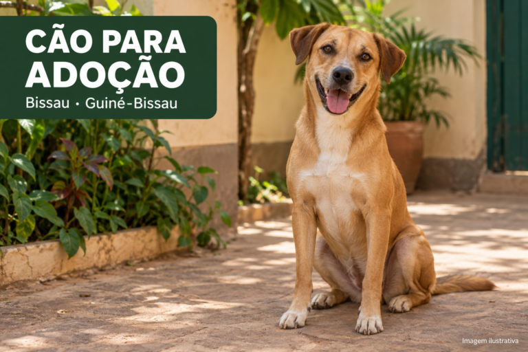 Cão meigo de porte médio para adoção em Bissau